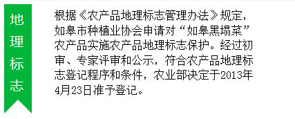 冬天南通人最爱吃的黑塌菜，根源在这里！
