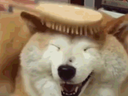 铲屎官给柴犬梳头,这画面隔着屏幕都能感受到柴柴的舒服呢