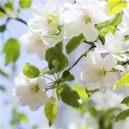 春天有这么多雅称!