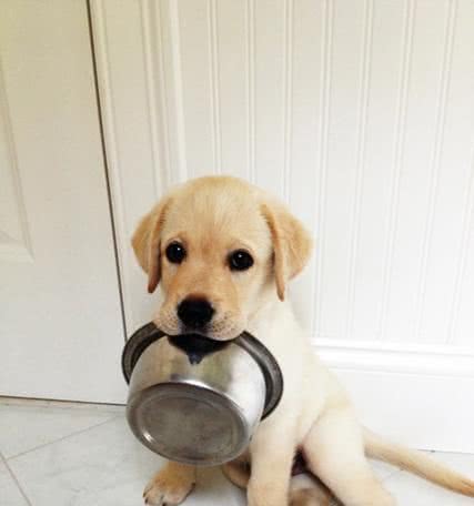 如何训练狗狗定点大小便