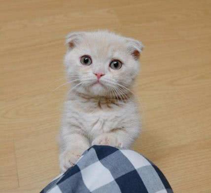 有人喜欢吸猫,为什么没人吸狗?网友回复亮了