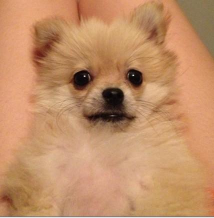 饲养博美犬五大注意事项你注意了吗