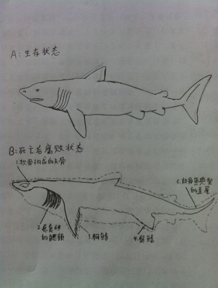 1977年日本打捞海怪事件全面解析 真相解开