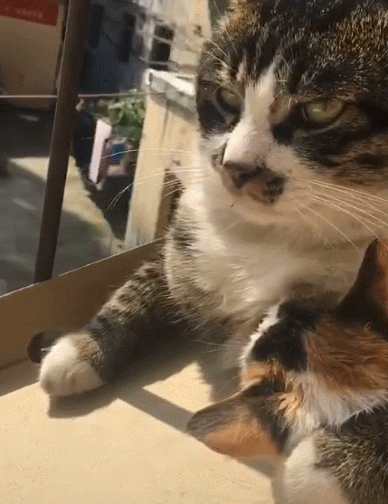 黑猫一爪把自己的小娇妻捂在怀里,这姿势够霸道,社会猫惹不起!