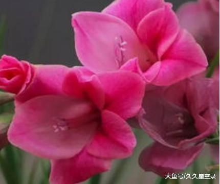 第三名是属鸡人