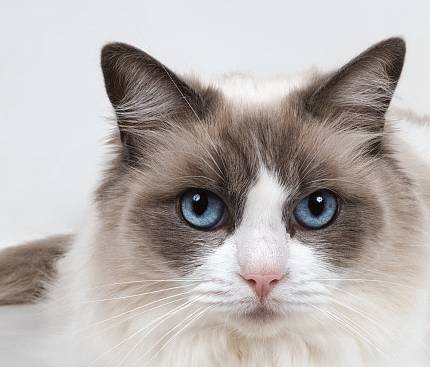 有趣的泰语动物骂人法 要不要学一下啊~