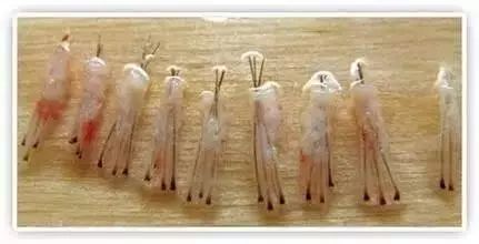 毛囊什么情况下会萎缩坏死? 你光秃秃的头皮就代表毛囊坏死了…