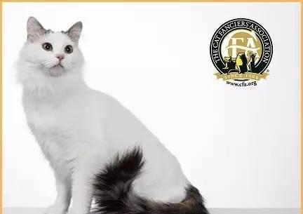 每日一猫:土耳其梵猫,世界上最贵的猫!