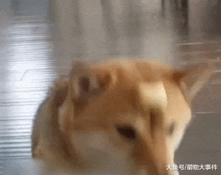 柴犬凭本事赚来的饼干, 却被雪橇犬给抢走了, 狗狗要急哭了!