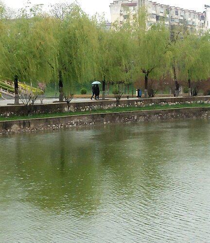 雨一直下,临汾山西师大湖边柳树下一对情侣在雨中漫步.
