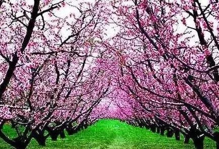 河南这五大最美桃花旅游地,这个春天不可错过