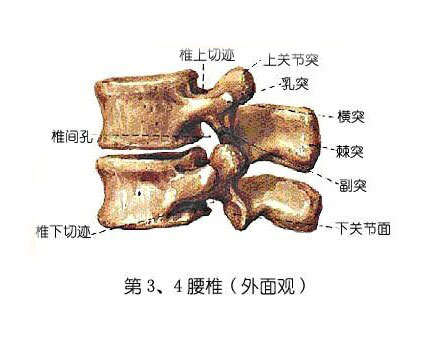 乡下爷爷说的一个小偏方！即可根治腰间盘突出！真的太有效了！