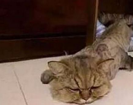 铲屎官新买了个猫窝,猫咪睡在里面身体却在嫌