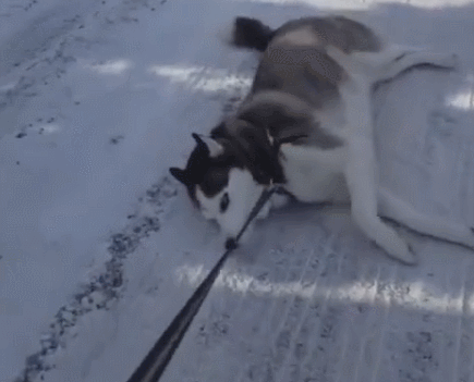 哈士奇用行动表达了自己有多喜欢雪,主人变成了雪橇犬