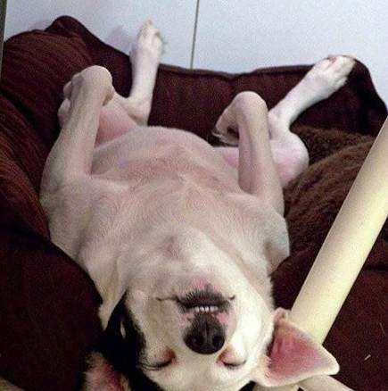 和狗狗在一起最开心的是什么时候?这些时刻你