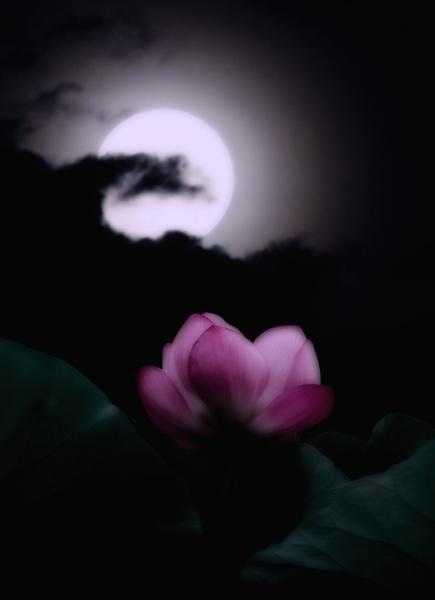 非花非雾前时见,满眼娇春。浅笑微颦。恨隔垂