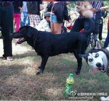 那个风骚的抢镜男孩上电视节目了，依然风骚