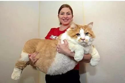 养一只巨型缅因猫是一种怎样的体验?
