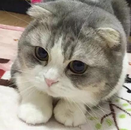 有这样一只小猫,正面看特别可爱,镜头感也非常强,主人拿起相机