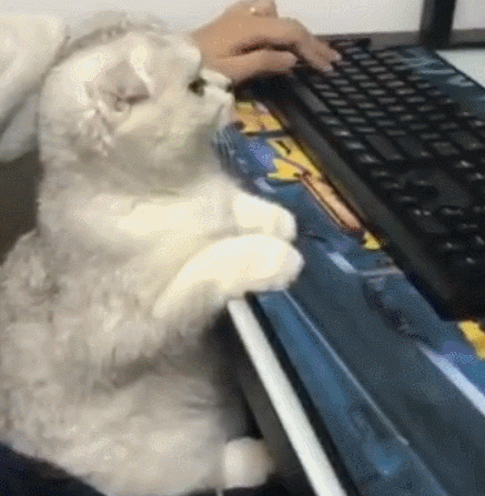 猫咪在主人玩游戏时来捣乱,原以为它是求抱抱,没想到