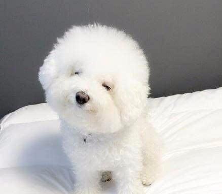世界温顺犬排行榜_十大温顺的大型犬,脾气最温顺的狗狗排名!