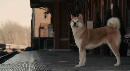 电影忠犬八公中的狗是什么狗？原来这种狗象征主人的等级和地位！
