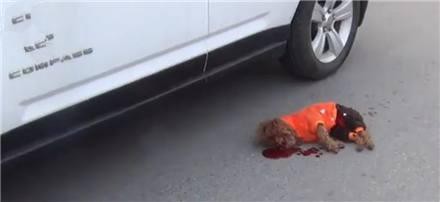 泰迪过马路没拴绳被撞，哈弗H6车主：我守法，为什么要赔你钱？