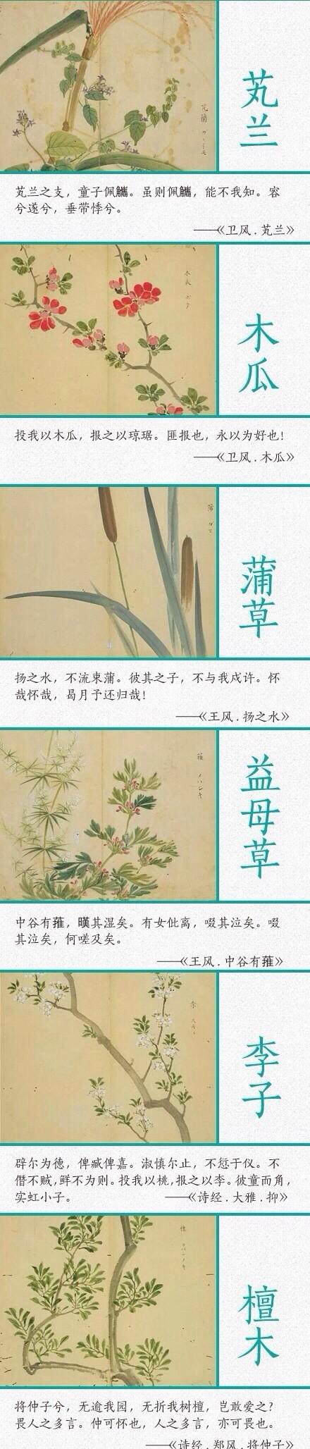 《诗经》里描写植物的优美诗句!