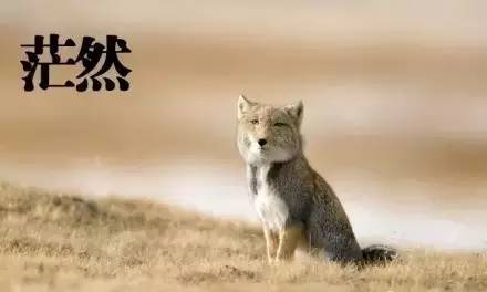 面瘫藏狐:为表情包而生的动物