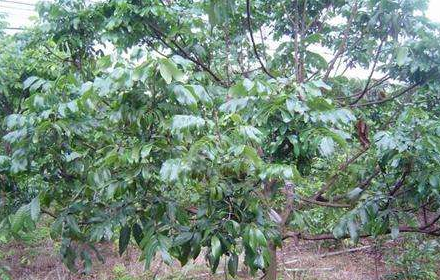 龙眼树的瘿螨有什么危害?龙眼树的瘿螨如何防