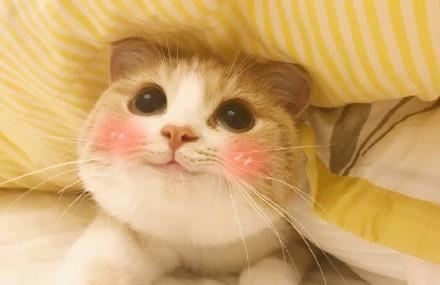 才知道手机上小萌猫表情包叫Bobi,世上怎么会