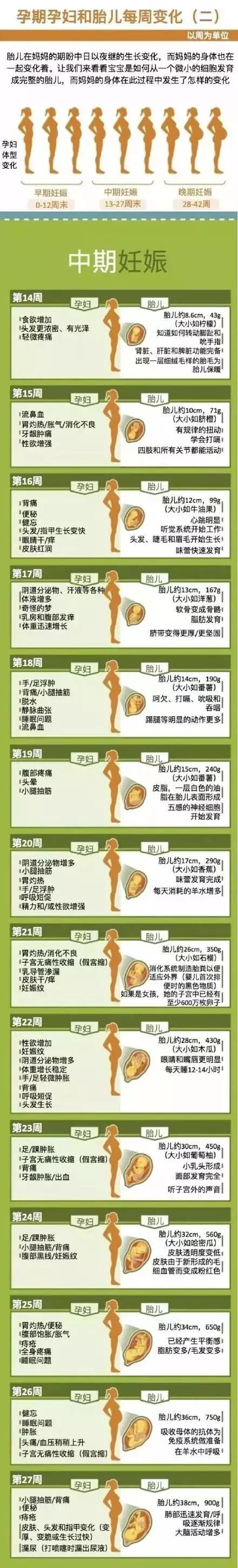 一张图教你看懂孕妇和胎儿在整个孕期的变化