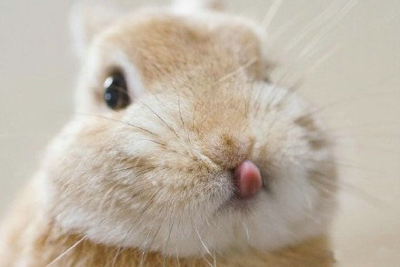 换个口味吧!吸只兔子!吐舌头卖萌太