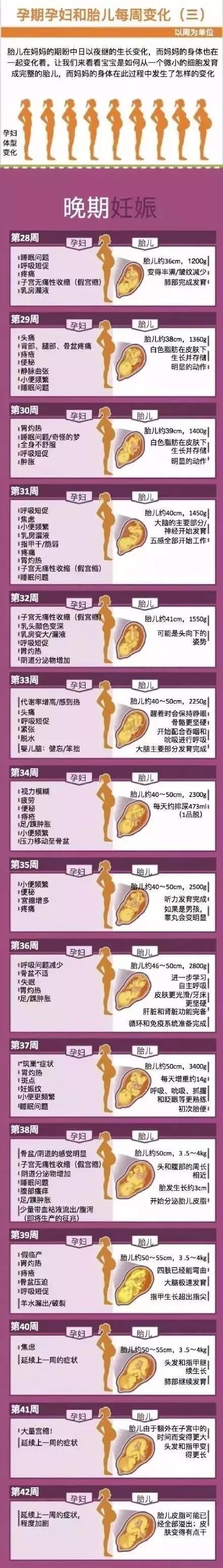 一张图教你看懂孕妇和胎儿在整个孕期的变化