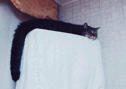 老师布置画猫咪的作业，收到了这样的画作，传说中的液体猫!