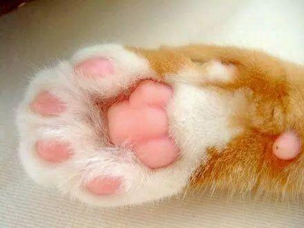 看看这些可爱的猫咪的爪子,我们怎么可以忍心下得了口?