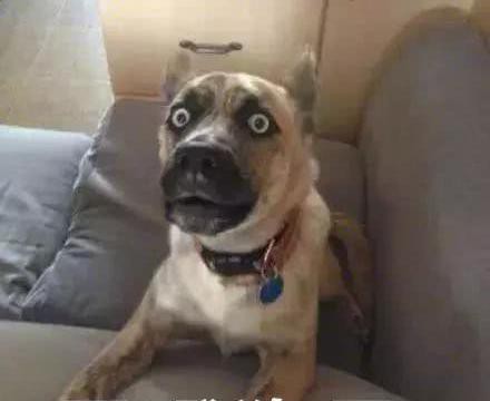 养狗的人都开什么车？最后一种狗请你帮忙选个车