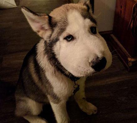 网友带着哈士奇去散步，回到家之后，发现狗脸不对劲，这啥情况啊