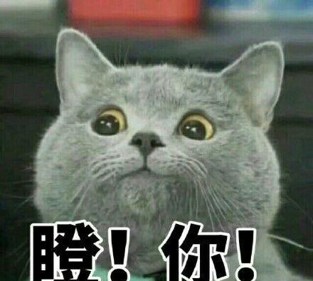 斗图人意,你们出来了,我完蛋了熊猫表情思表情包有点图片