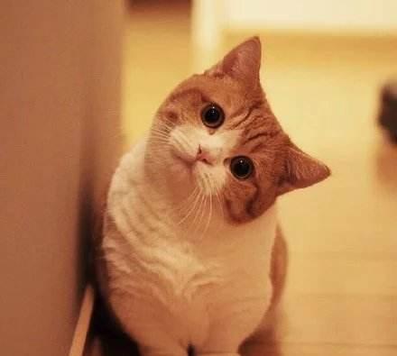 一封喵星人献给所有铲屎官的情书:余生请赐教!