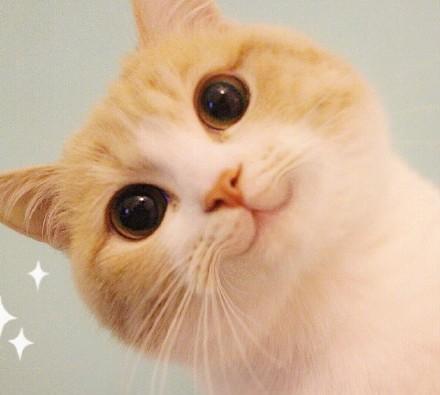 才知道手机上小萌猫表情包叫Bobi，世上怎么会有这么可爱的猫!