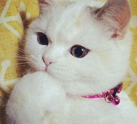 一只非常可爱的猫咪,撒娇卖萌,网友:小肉拳捶你胸口!