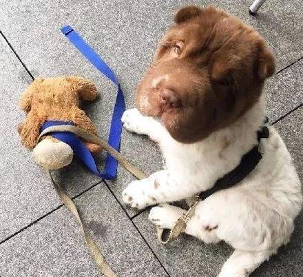 狗妈妈,你下次能认真点生吗?狗宝宝表示心里苦