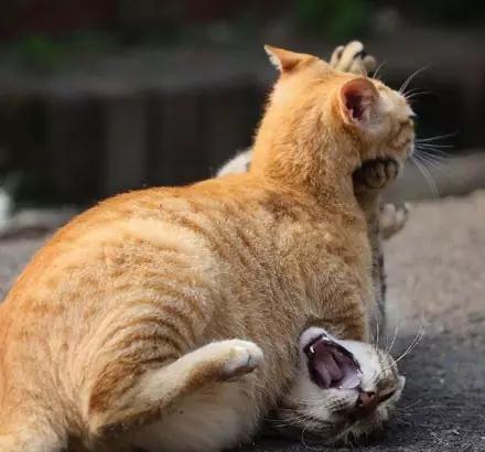 橘猫-猫咪-宠物-搞笑 (以上图片均来源于网络)在这个世界上,一星月滗