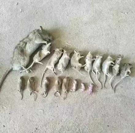老鼠一家老少被喵皇一锅端了!这才是正经猫