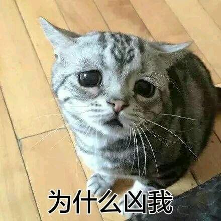 网上超火超萌猫咪表情包