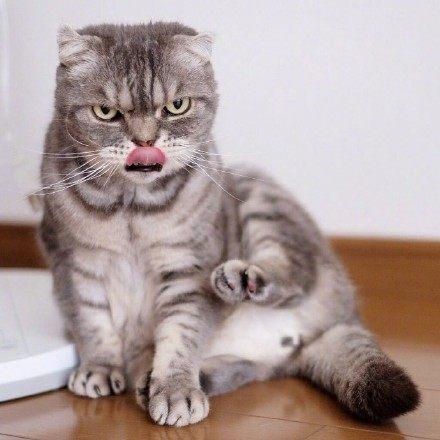 卖萌猫可怜猫见怪不怪了 看看这只凶猫算得上表情猫里的代表了