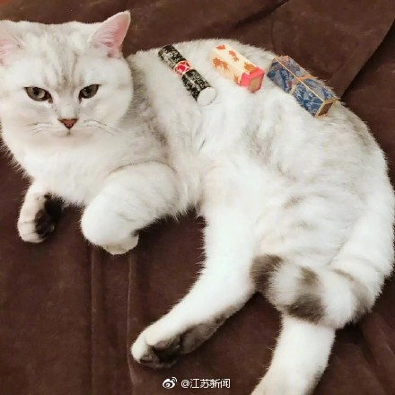 养猫千日用猫一时,90后男生闲鱼提供租猫摄影