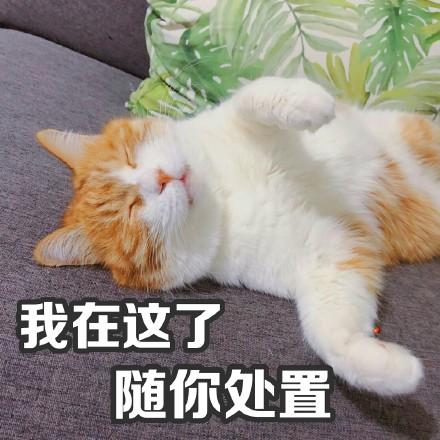 搞笑表情:天太冷?用对象撩个斑马抱着段子搞笑图图片