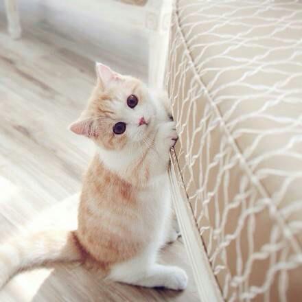 曼赤肯猫,猫界中的小短腿,真是太可爱了!!